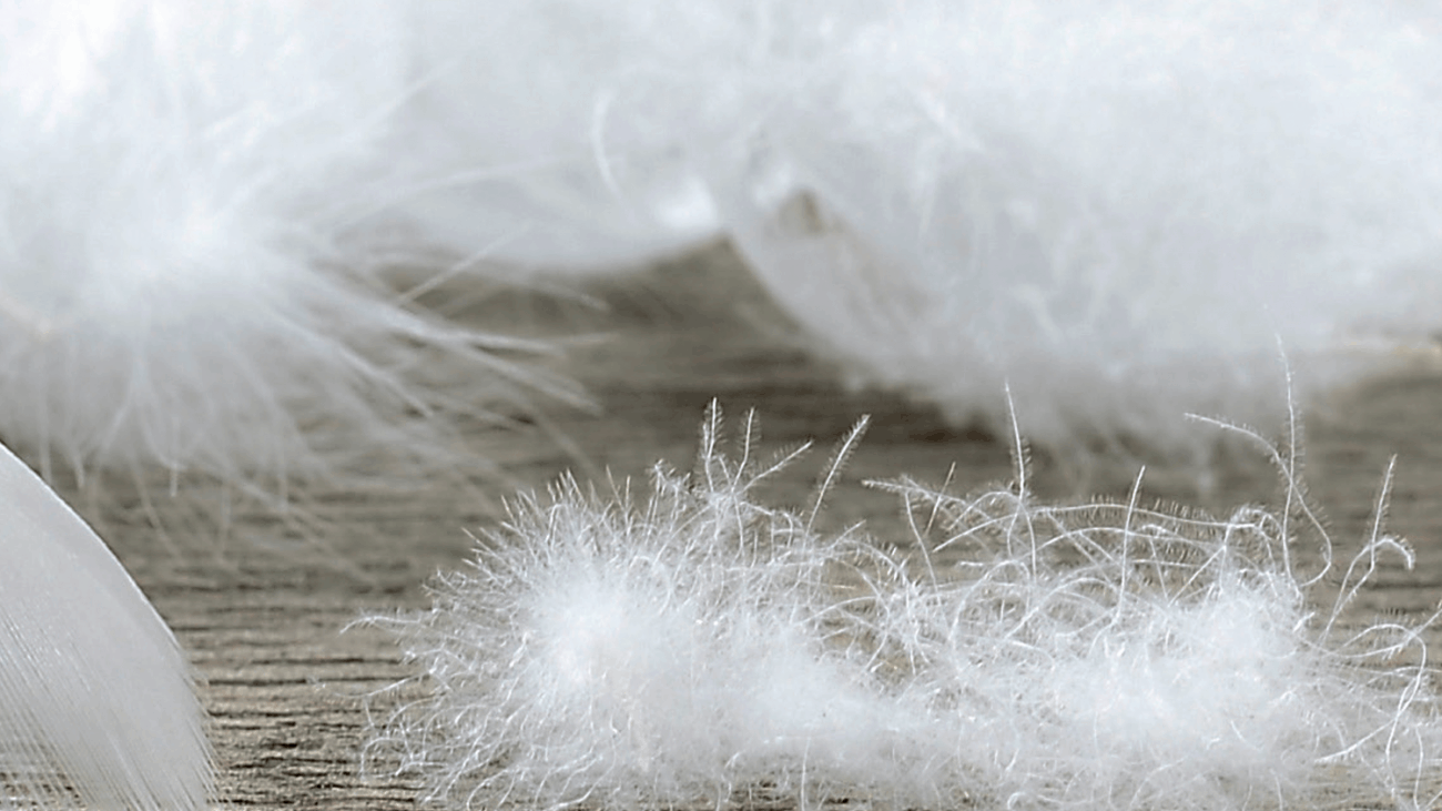 How to Choose the Right Goose Down Comforter?